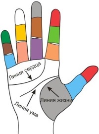 О чём говорят линии на ладони
