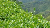 В Україні вирощують унікальний сорт чаю